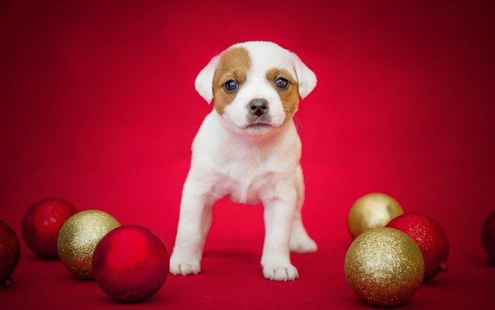 Puppy with Christmas ornaments