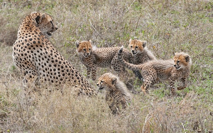 Mother Cheetah with Four Cubs in Dry Grassland