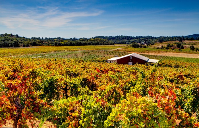 Sonoma County Dry Creek Vineyard in California
