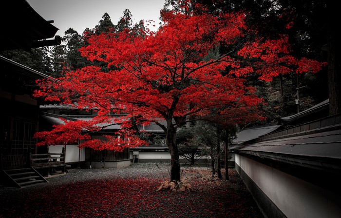 Red Maple Tree in Japanese Temple Courtyard