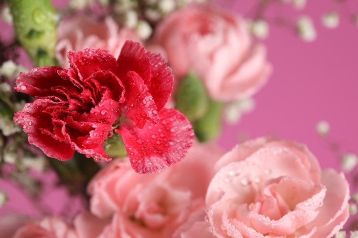 4K Carnations with Water Droplets