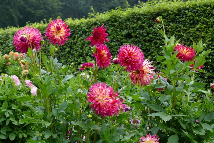Pink and yellow dahlias in a garden