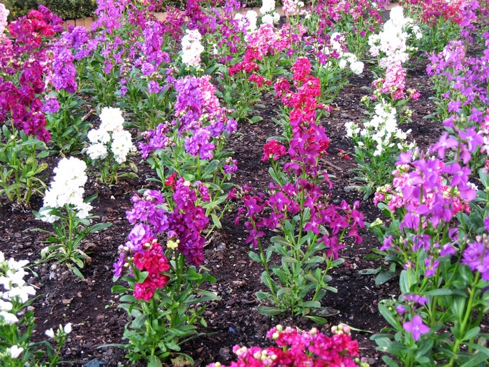 A bed of colorful Matthiola flowers in bloom