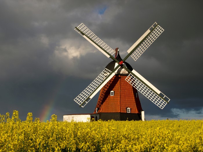 Windmill in a field of yellow flowers with rainbow