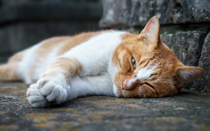 Orange and white cat sleeping on stone