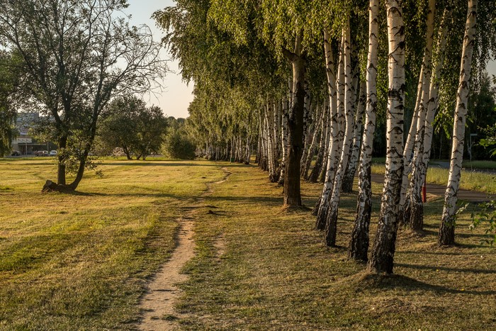 Birch trees lining a path in Zory, Poland