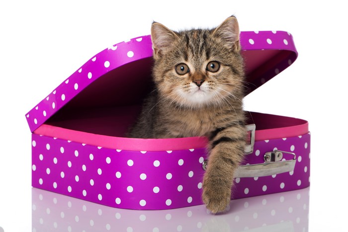 Kitten in a polka dot suitcase