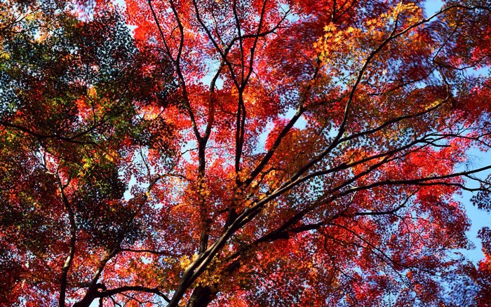 Autumn Maple Tree Foliage