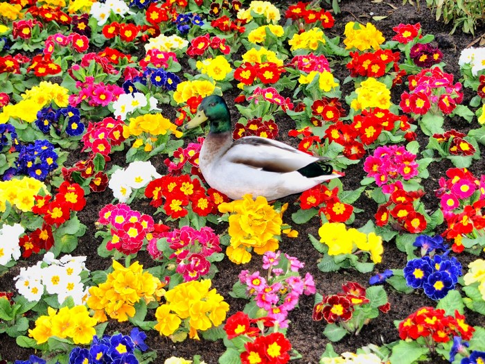 Mallard duck in a bed of colorful primroses