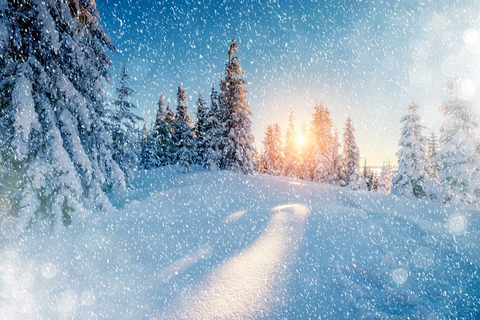 Winter forest with sun and snowflakes