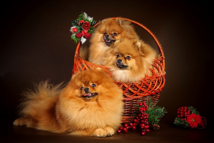 Three Pomeranian dogs in a wicker basket with Christmas decorations