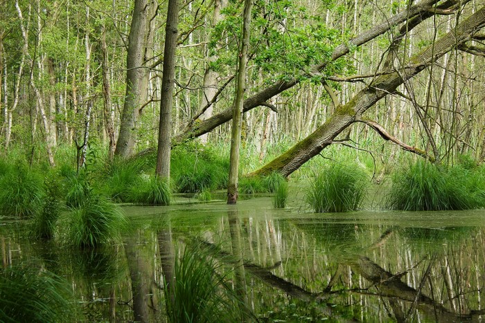 Swampy forest with fallen trees and reflections