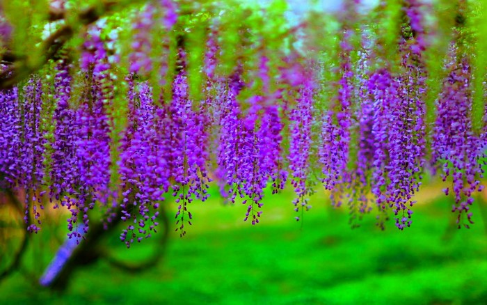 Purple Wisteria Flowers Hanging from a Tree