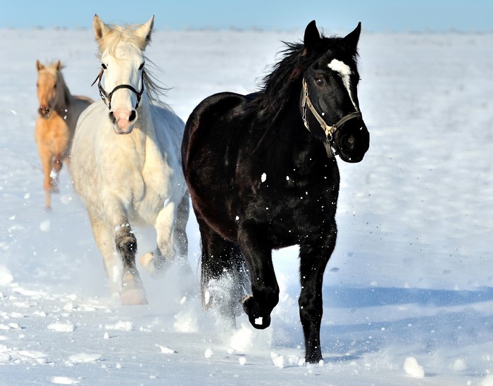 Three horses running in the snow