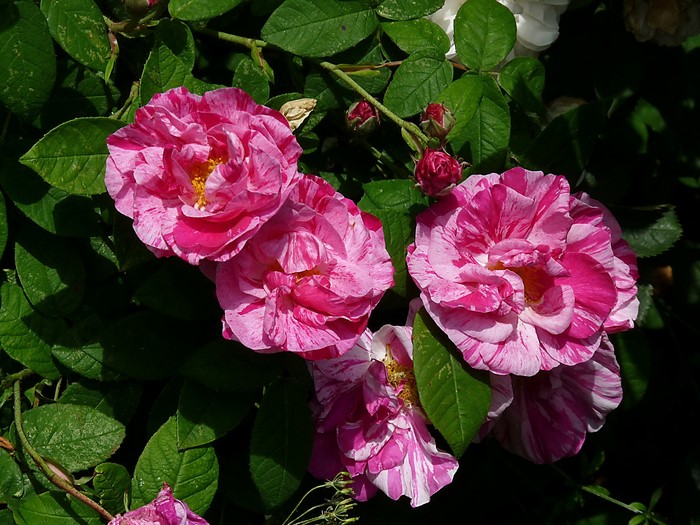 Striped pink and white roses with green leaves