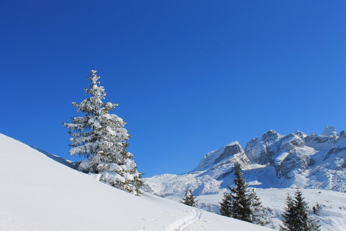 Snowy Christmas tree on a mountain slope under a clear blue sky