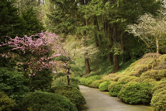 Portland Japanese Gardens Oregon USA Trees Shrubs
