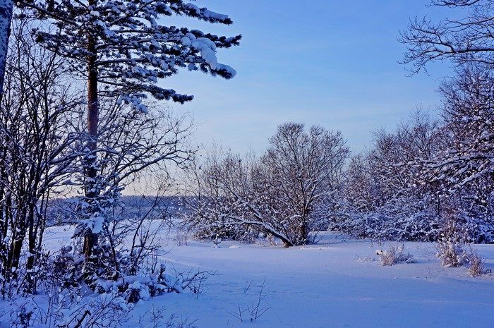 Winter scene with snow-covered trees and clear sky