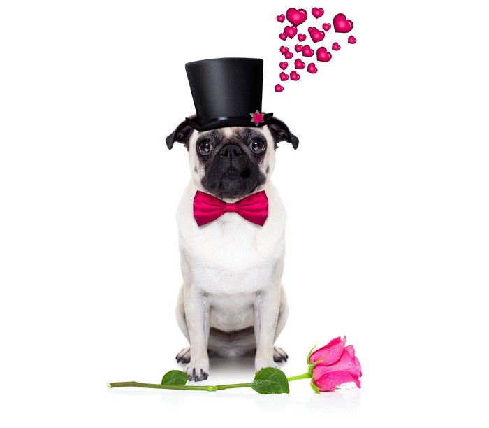 Pug wearing a top hat and bow tie with a rose