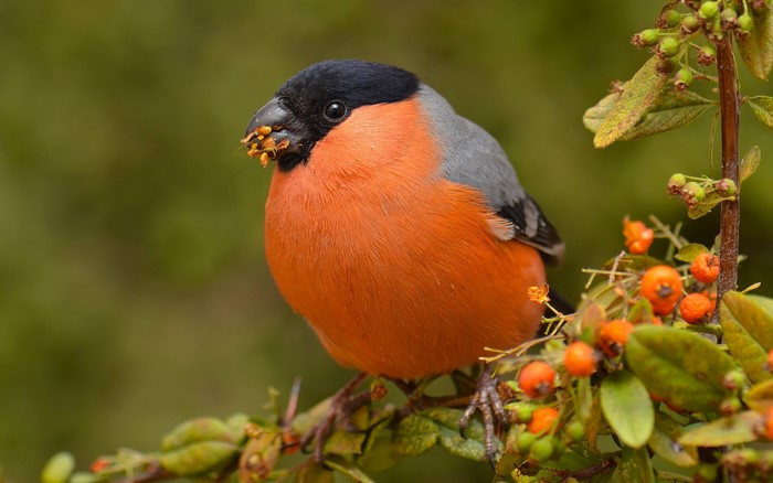 Bullfinch bird eating seeds from a branch