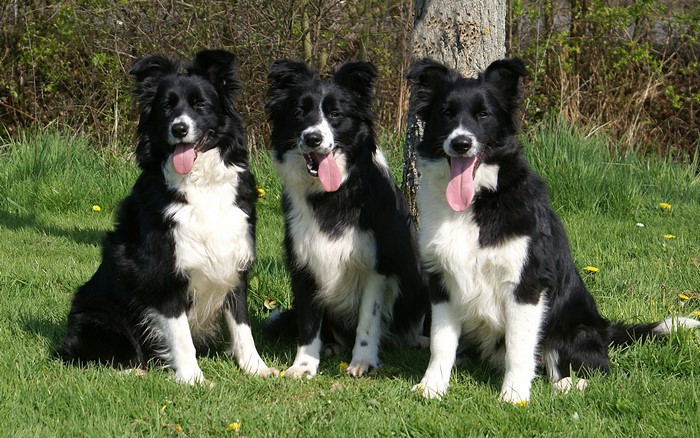 Three Border Collies sitting in grass