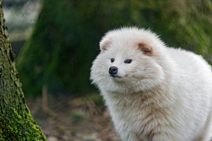 White Samoyed Dog in Forest