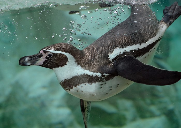 Humboldt Penguin swimming underwater