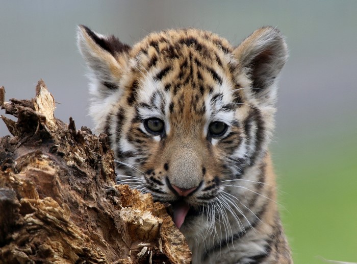 Tiger cub licking its paw near a log