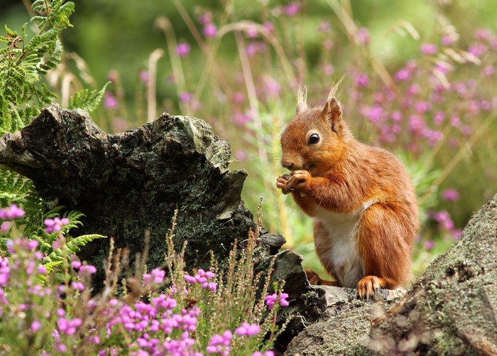 Red squirrel eating on a log with heather