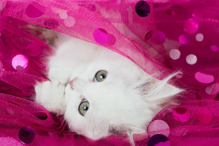 White kitten peeking through pink fabric