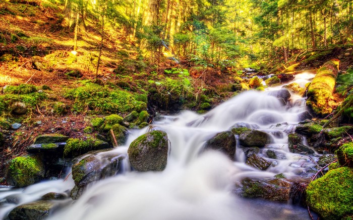 Stream flowing through a mossy forest in Canada
