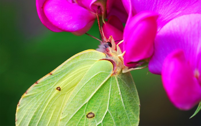 A yellow butterfly on a pink flower
