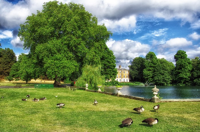 Ducks in a park with a pond and building