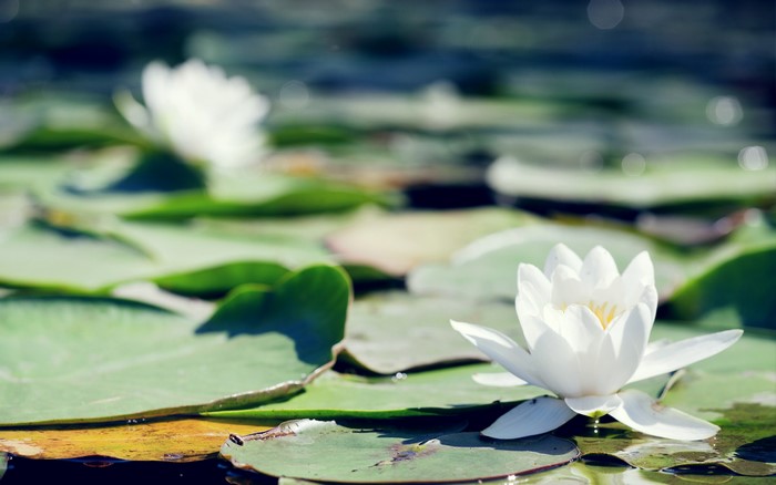 White water lilies on a pond