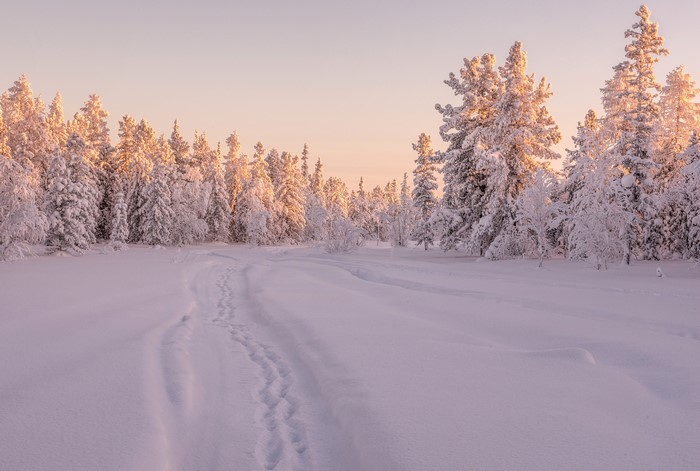 Snowy forest path at sunrise