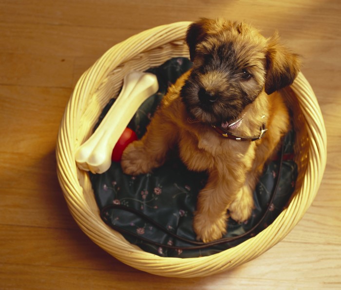 A fluffy puppy sits in a basket with toys