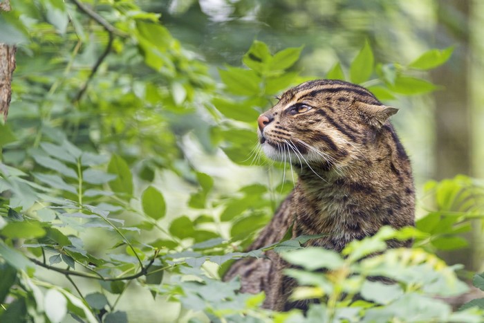 Fishing cat among green foliage