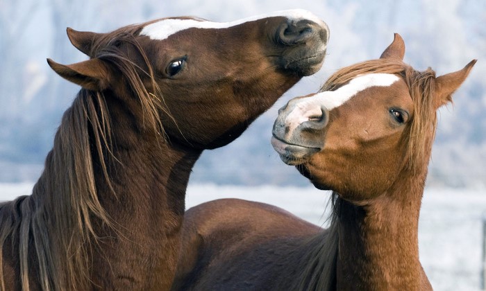 Two brown horses with white markings