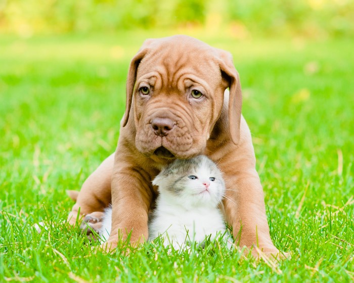 Puppy and Kitten Sitting in Grass