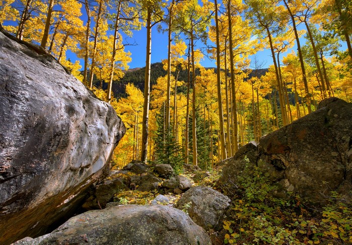 Golden Aspen Forest with Boulders in Autumn