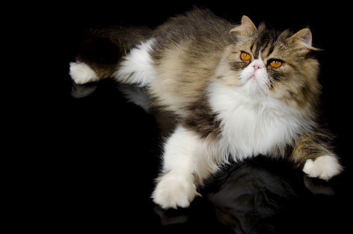 Persian cat with orange eyes on black background