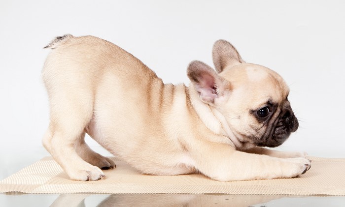 French Bulldog puppy in a play bow pose