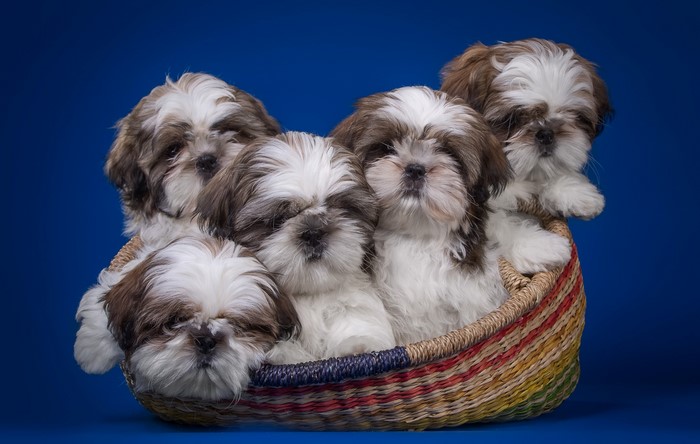 Five Shih Tzu puppies in a basket