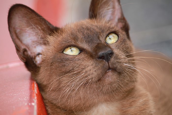 Brown cat with yellow eyes looking up