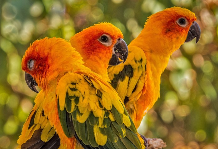 Three Sun Conure parrots perched together