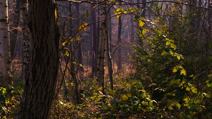 Forest with trees and foliage