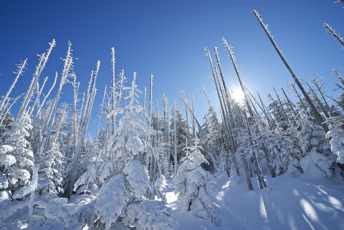 Snow-covered trees under a bright blue sky