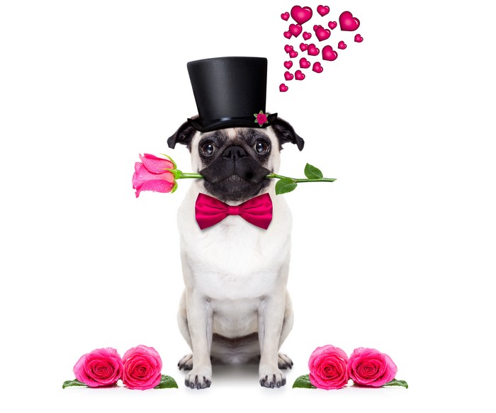 Pug dog with a rose and a top hat