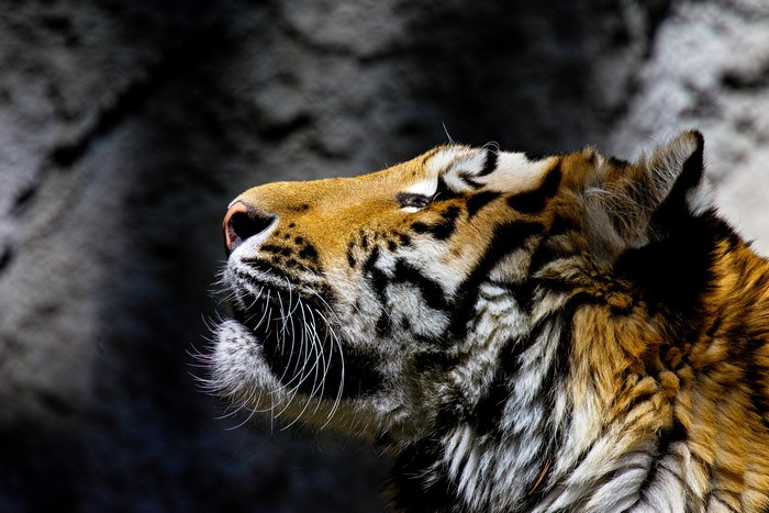 Tiger head profile with closed eyes
