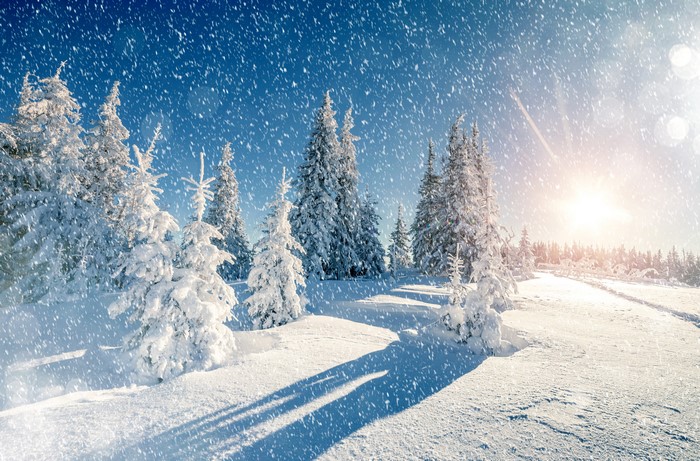 Snowy forest with sun and falling snowflakes